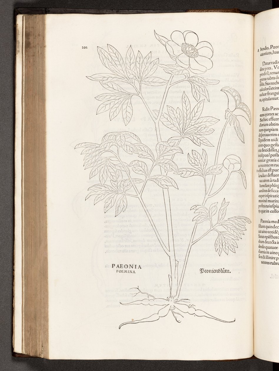 Pioenroos, illustratie uit De historia stirpium commentarii insignes door Leonhart Fuchs, 1542 door Heinrich and Meyer, Albert Fullmaurer