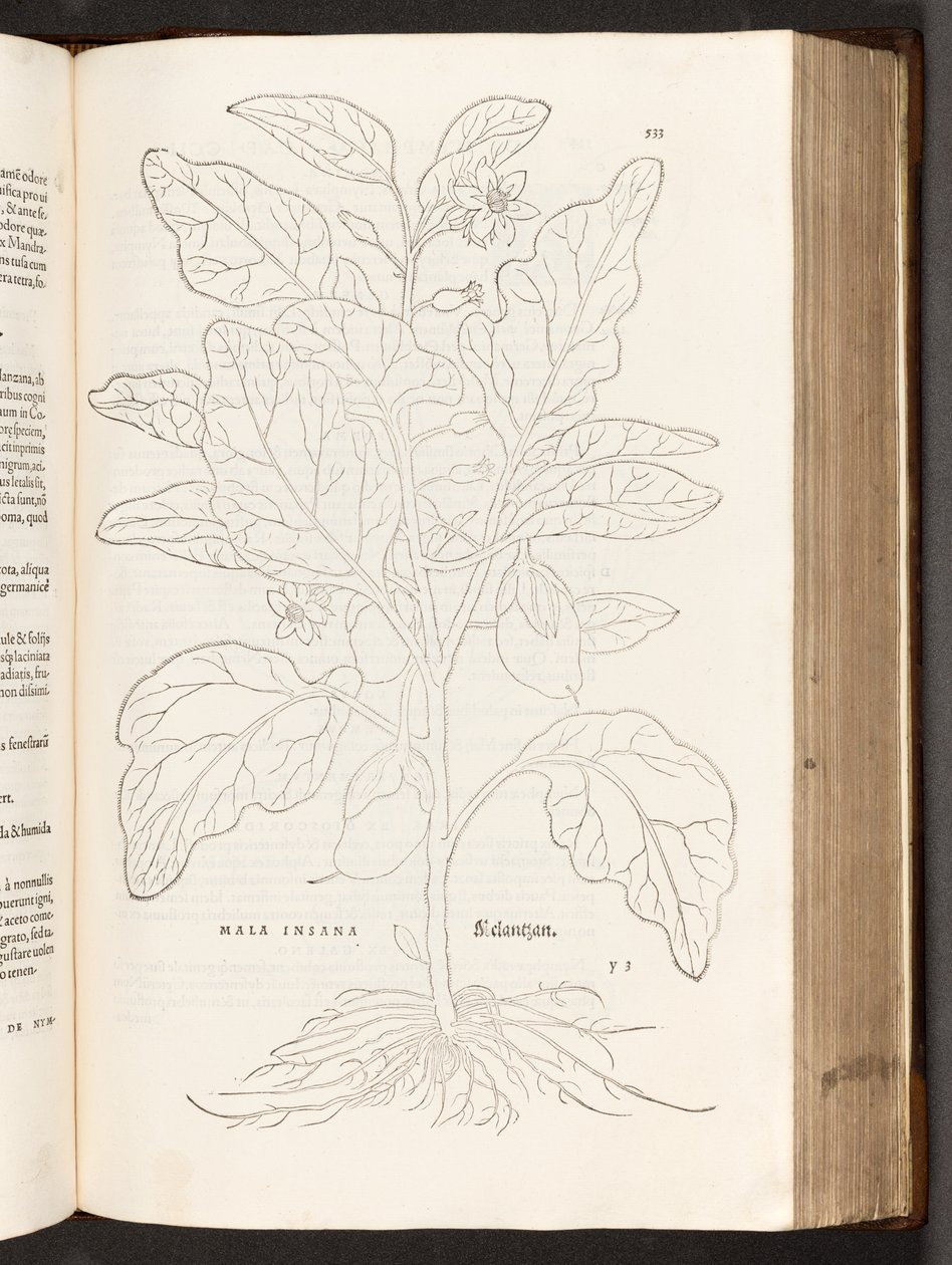 Aubergine, illustratie uit De historia stirpium commentarii insignes door Leonhart Fuchs, 1542 door Heinrich and Meyer, Albert Fullmaurer