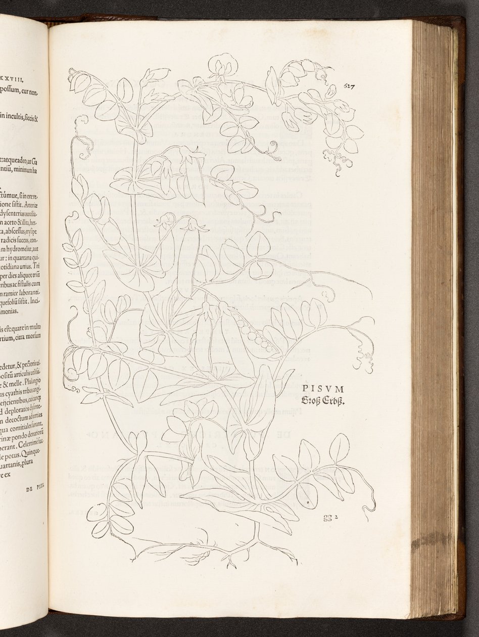 Erwt, illustratie uit De historia stirpium commentarii insignes door Leonhart Fuchs, 1542 door Heinrich and Meyer, Albert Fullmaurer