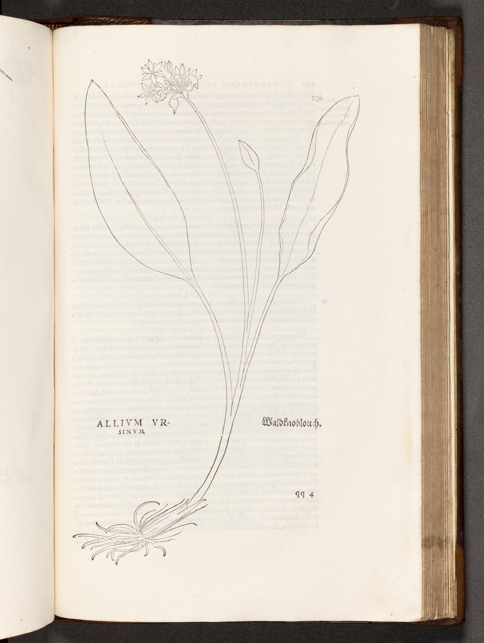 Allium, illustratie uit De historia stirpium commentarii insignes door Leonhart Fuchs, 1542 door Heinrich and Meyer, Albert Fullmaurer