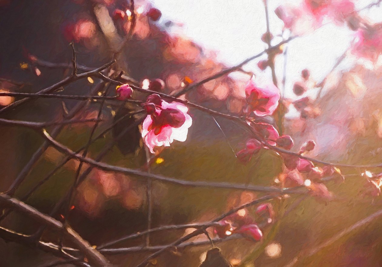 Eerste Licht van de Lente, 2018 door Helen White