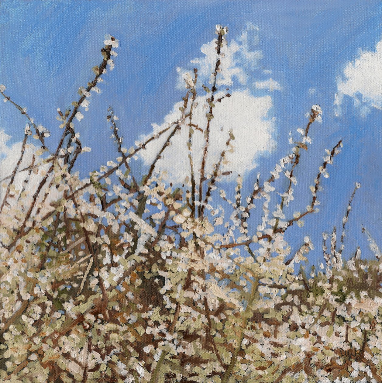 Mayflower, 2012 door Helen White