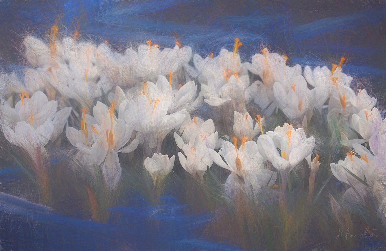 Lentekrokussen, 2018 door Helen White
