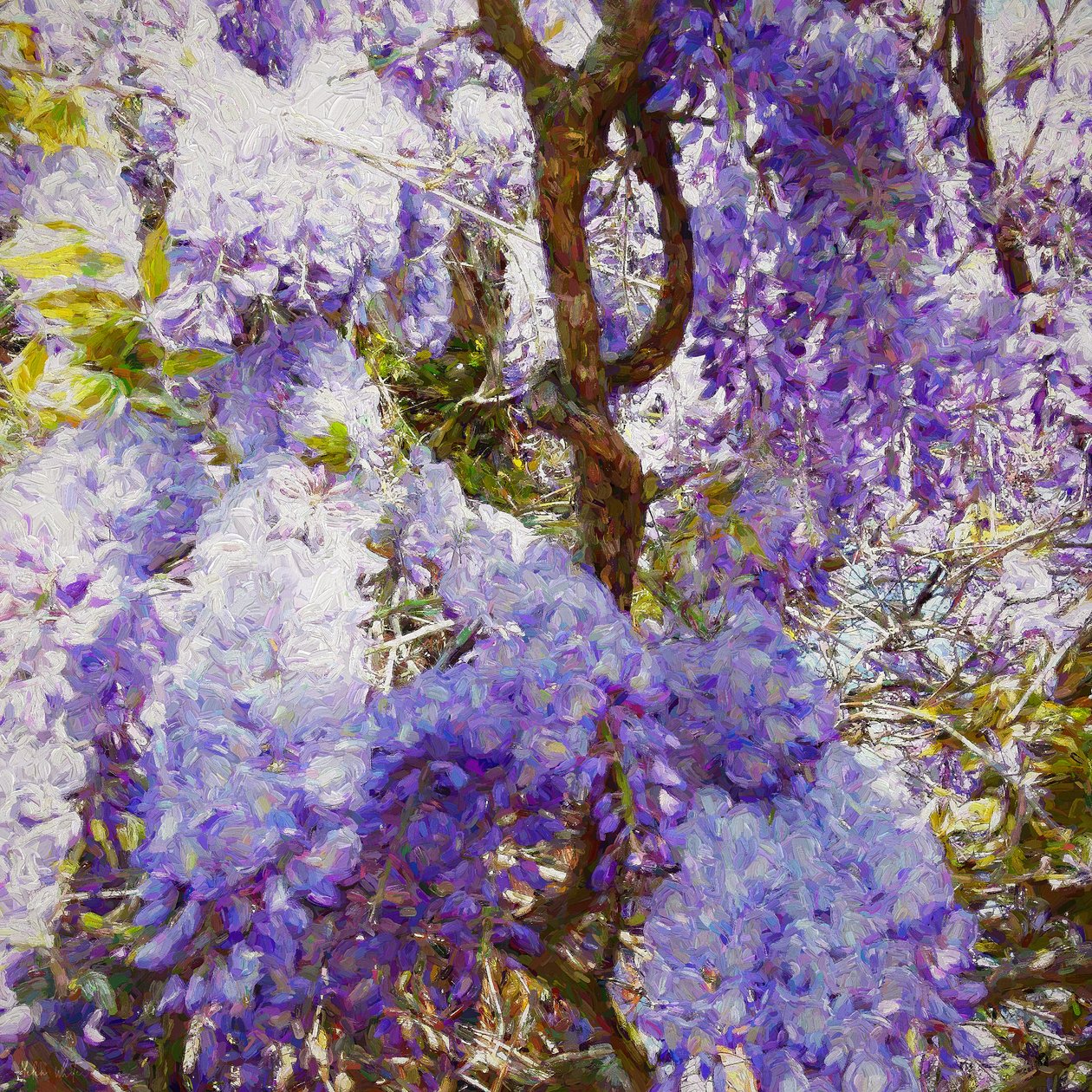 Blauweregen, 2018 door Helen White
