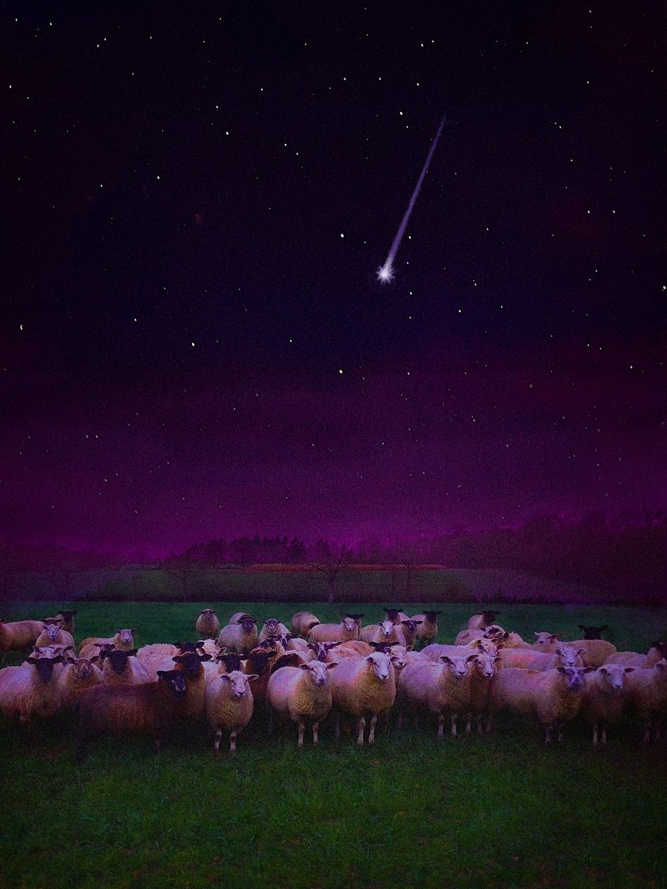 Kudde bij Nacht, 2019 door Helen White