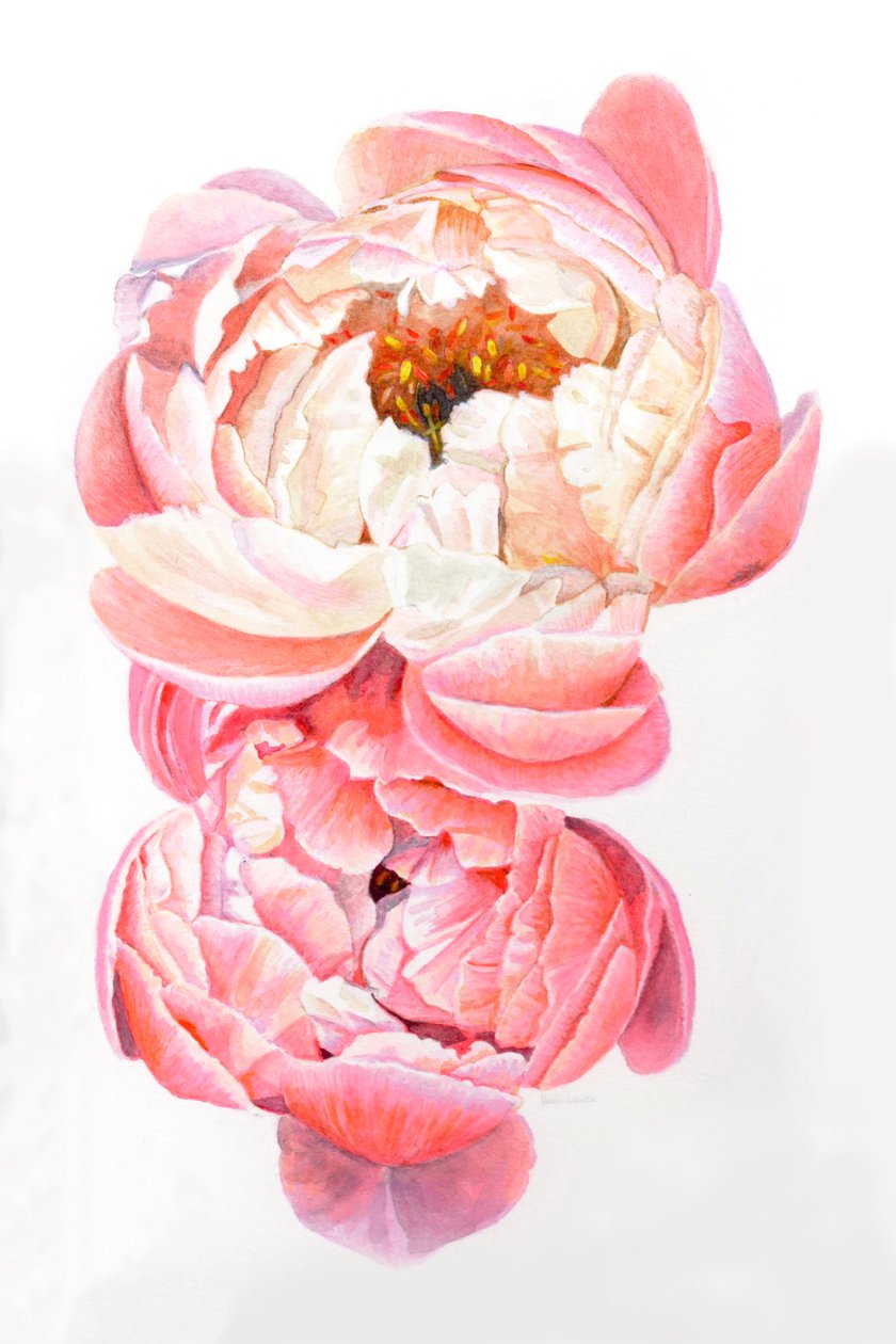 Pioenen, 2021 door Helen White