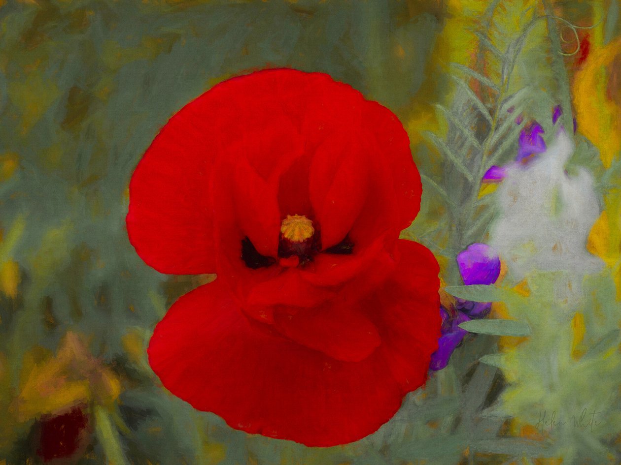 Scharlaken door Helen White