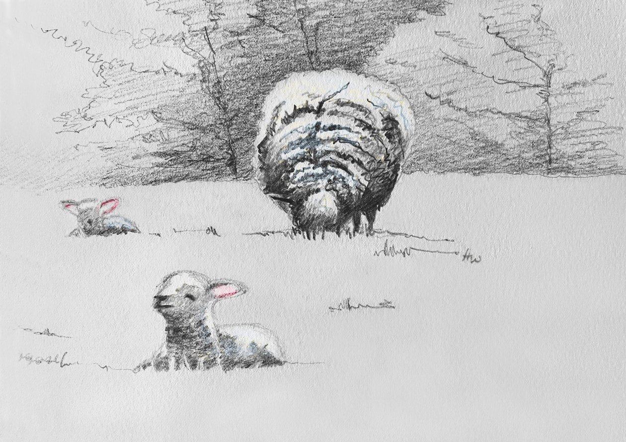 Schapen Trio, 2022 door Helen White