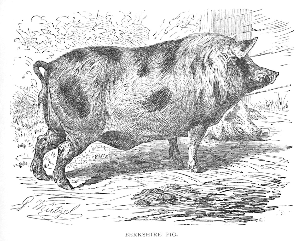 Berkshire varken, ca. 1900 door Helena J. Maguire