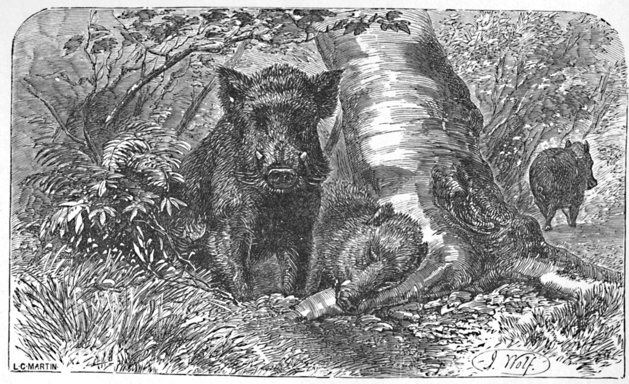 Wilde zwijnen in het bos, ca. 1900 door Helena J. Maguire