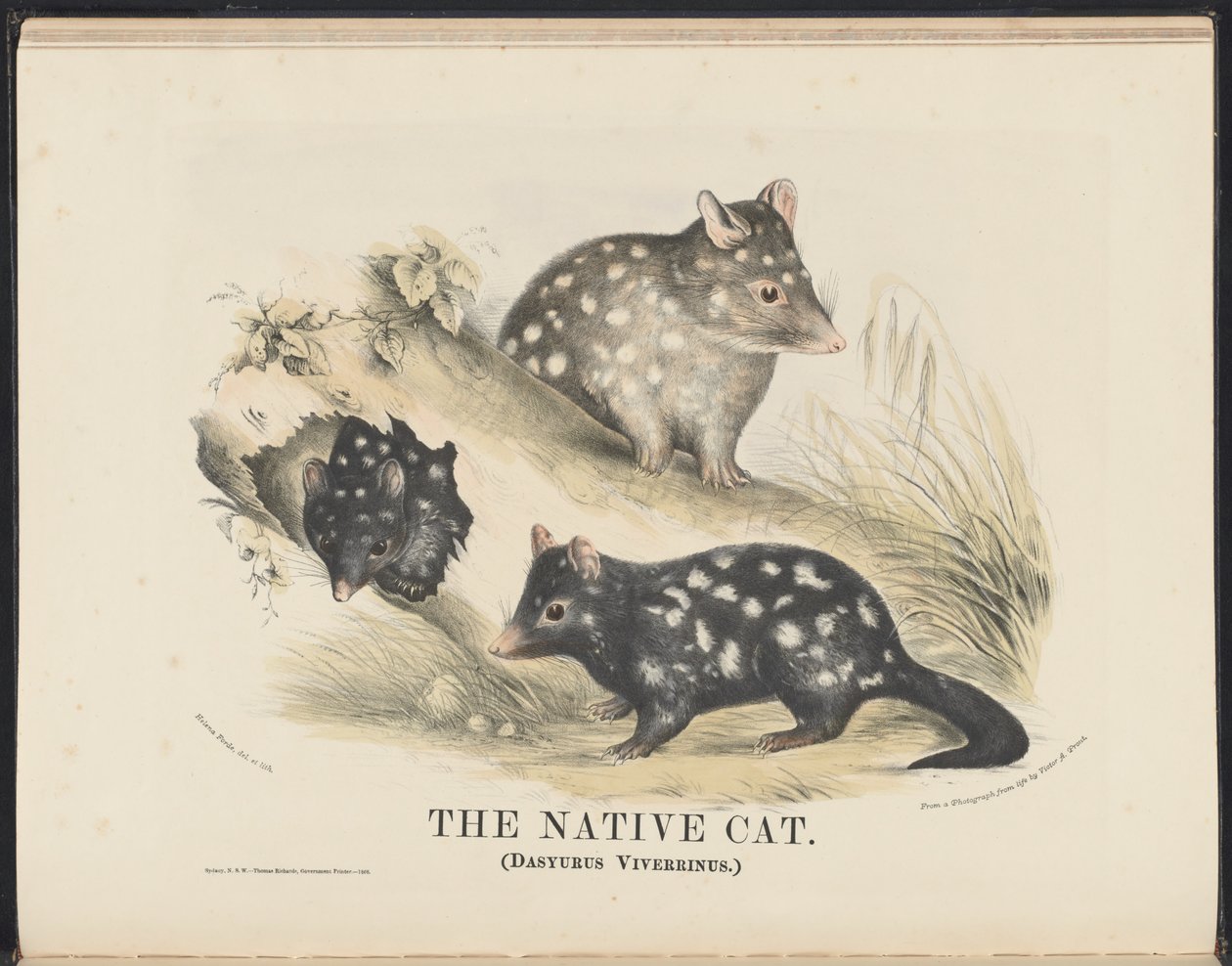 Zoogdieren van Australië (Krefft) Nla.obj-33627803-14 De inheemse kat door Helena Scott