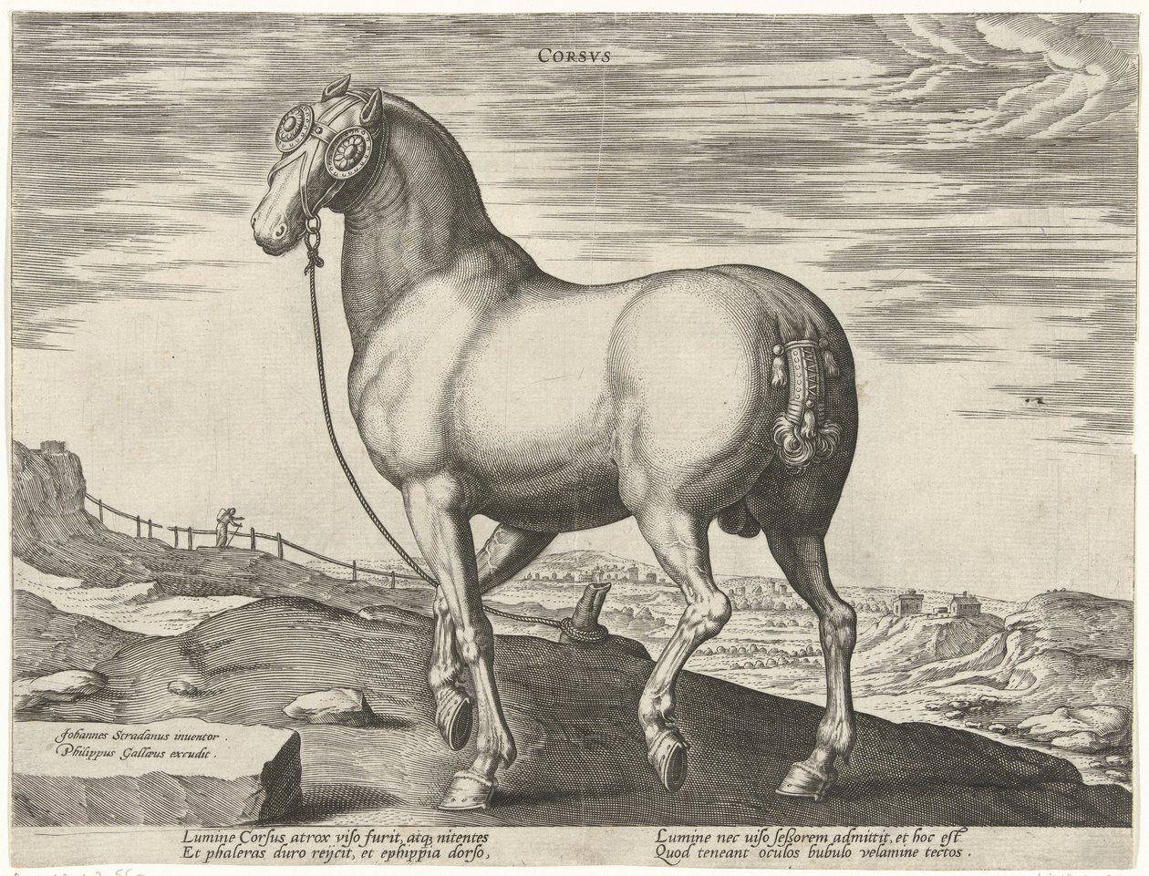 Paard uit Corsica door Hendrick Goltzius (possibly)