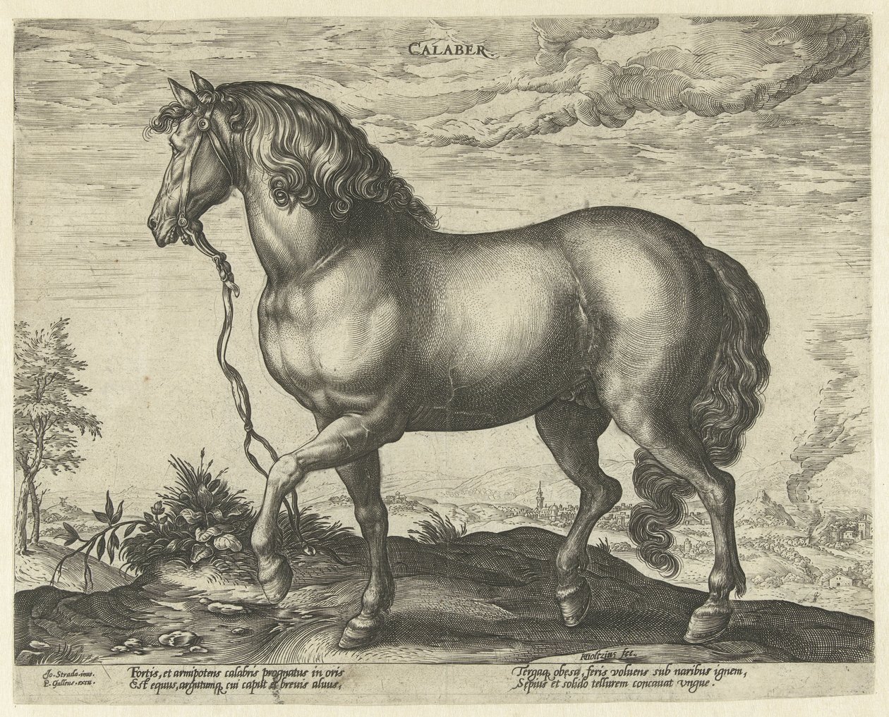 Paard uit Calabrië door Hendrick Goltzius