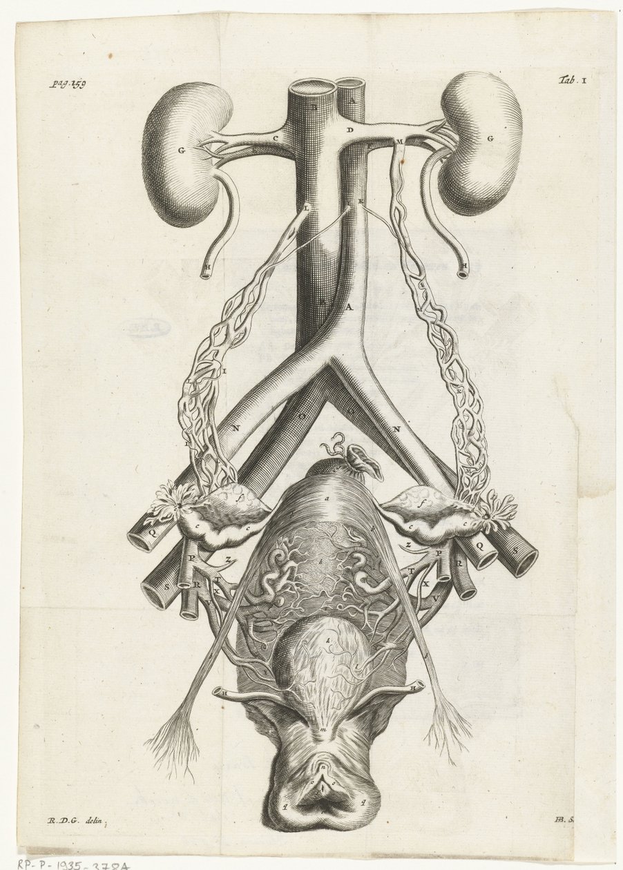 Anatomische afbeelding van de vrouwelijke geslachtsorganen en de nieren. Boekillustratie voor: Reinier de Graaf, Alle de wercken, Amsterdam, 1686 door Hendrik Bary