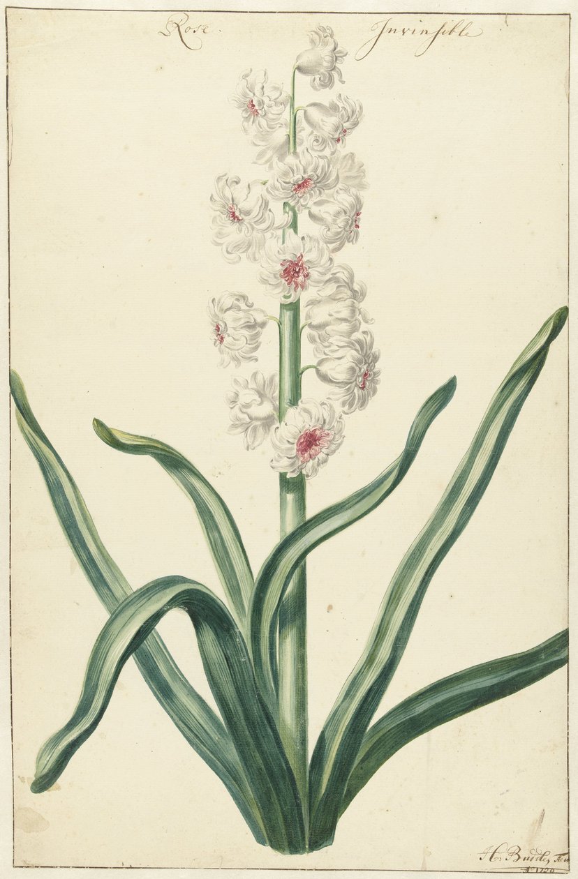 Witte hyacint door Hendrik Budde