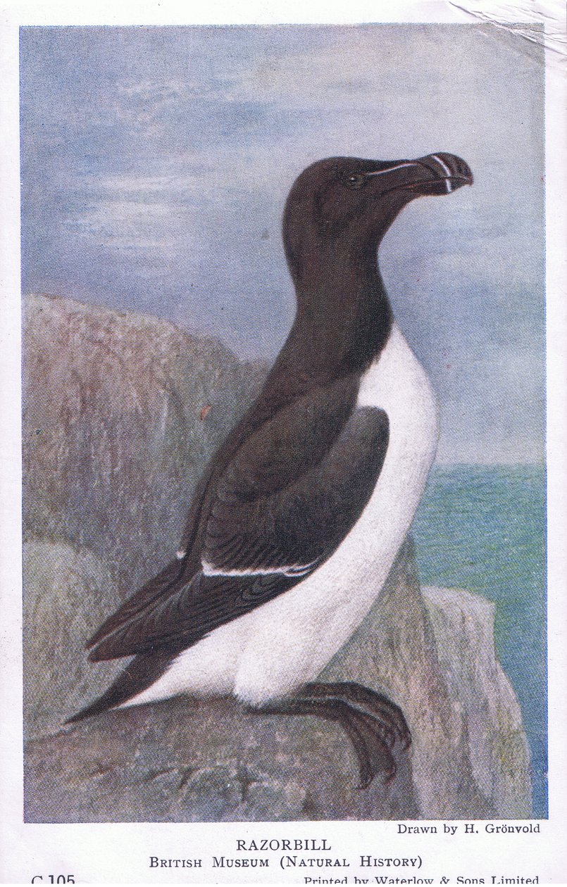 Alk, Ansichtkaarten, 1930s door Hendrik Gronvold