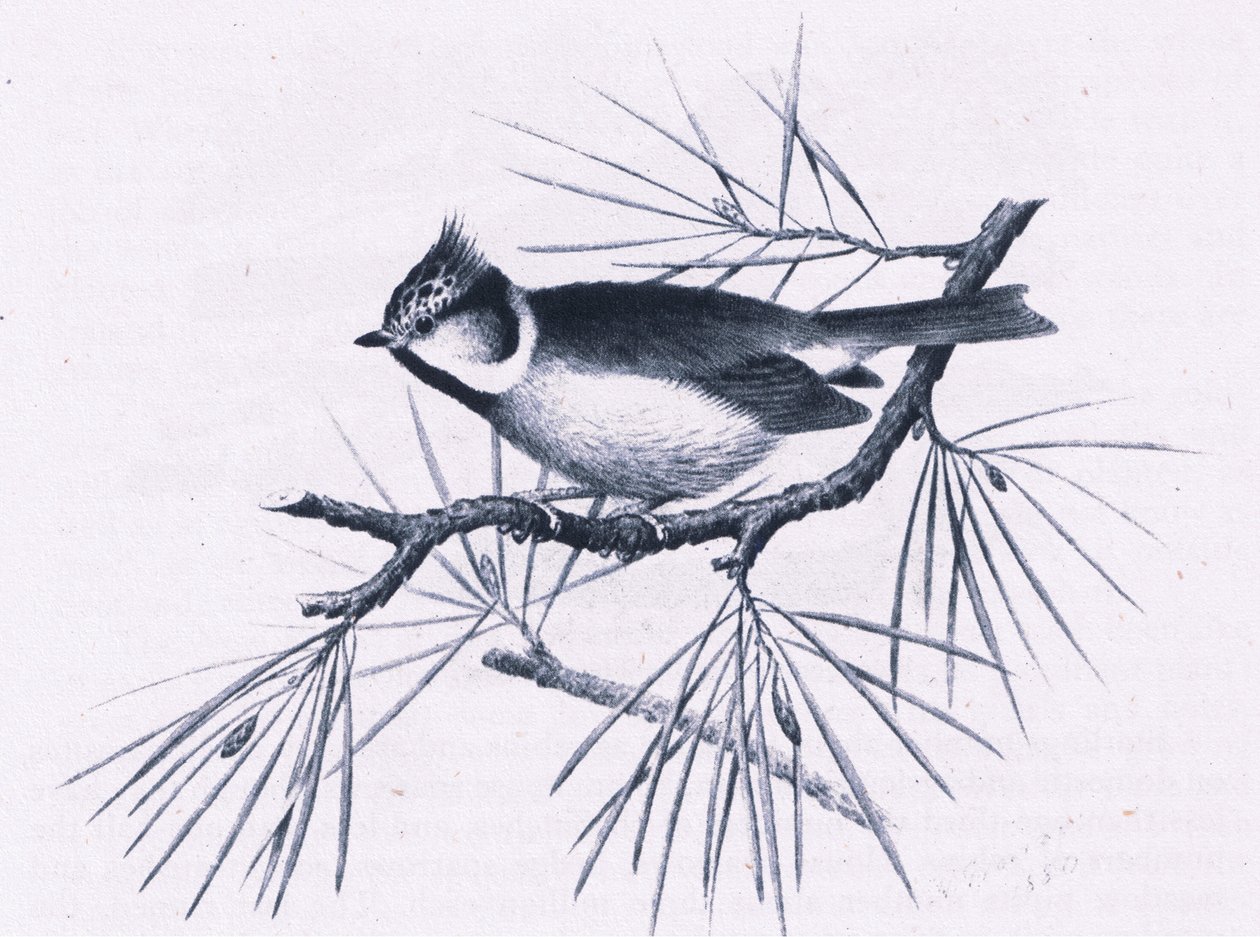 Schotse Kuifmezen, Natuur in Groot-Brittannië uitgegeven door Collins, 1946 door Hendrik Gronvold