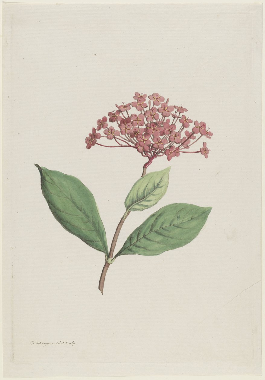 Pauwenkers (Ixora coccinea) door Hendrik Schwegman