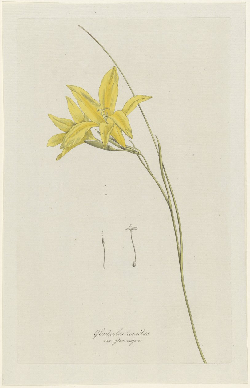 Zwaardlelie (Gladiolus carinatus Aiton) door Hendrik Schwegman