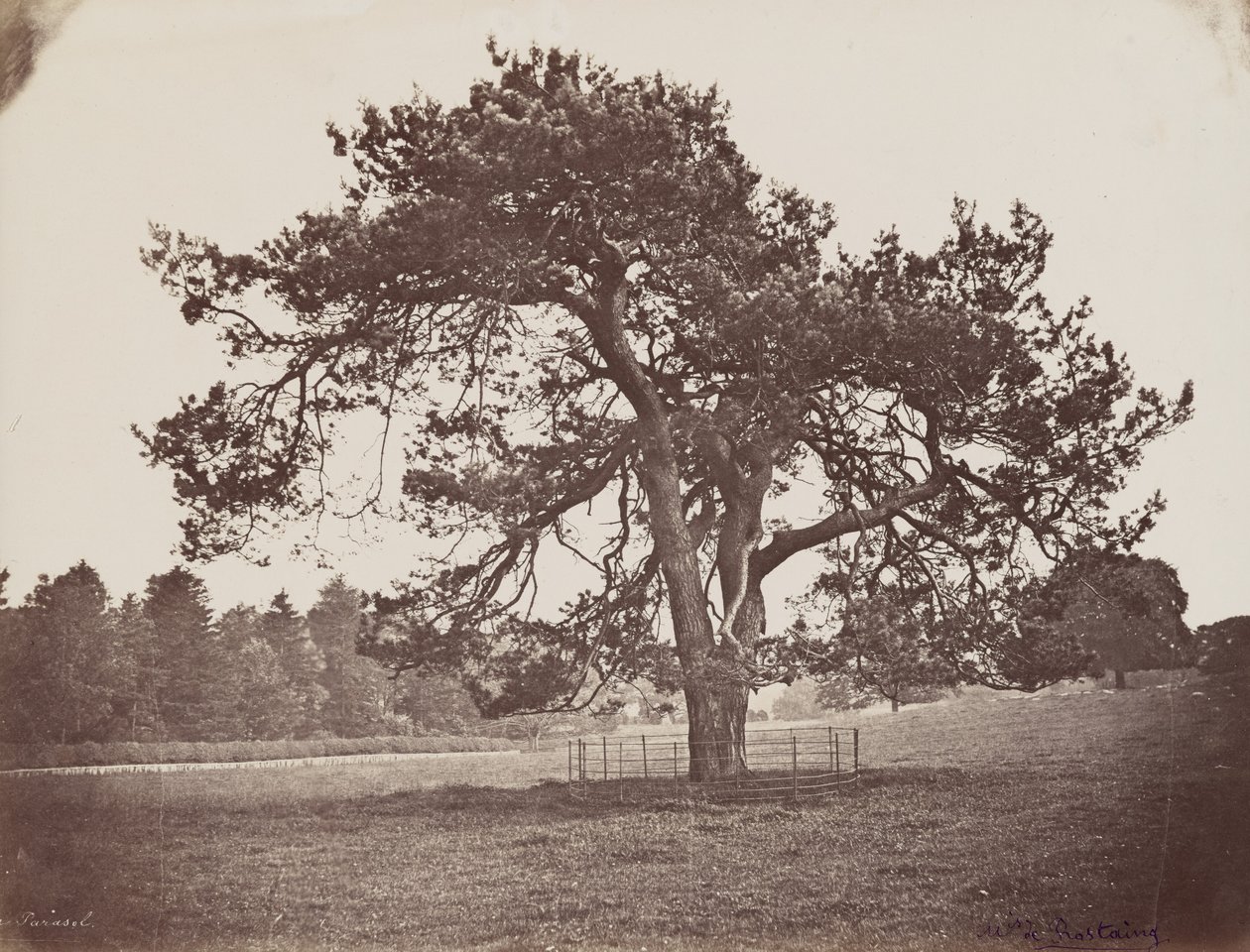 Hamilton Palace Park (Parasol Pine), ca. 1858 (foto) door Henri Charles de Rostaing