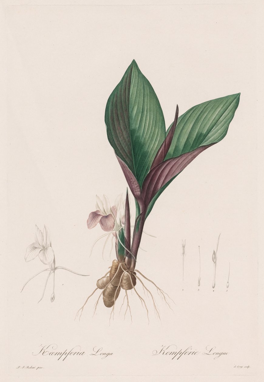Les Liliacées: Kaempferia longa, 1802-1816 door Pierre Joseph Redouté