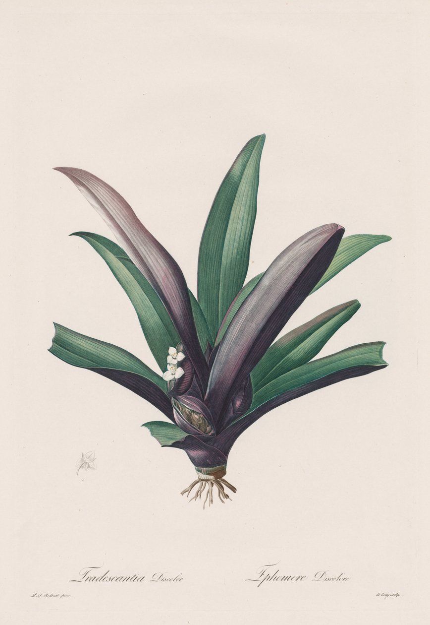 Les Liliacées: Tradescantia discolour, 1802-1816 door Pierre Joseph Redouté