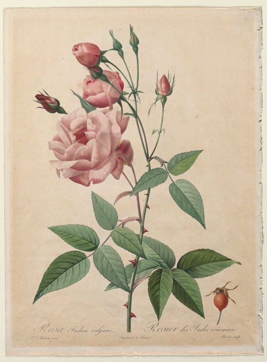 De Rozen: Chinese of Bengaalse Roos, 1817-1824 door Pierre Joseph Redouté