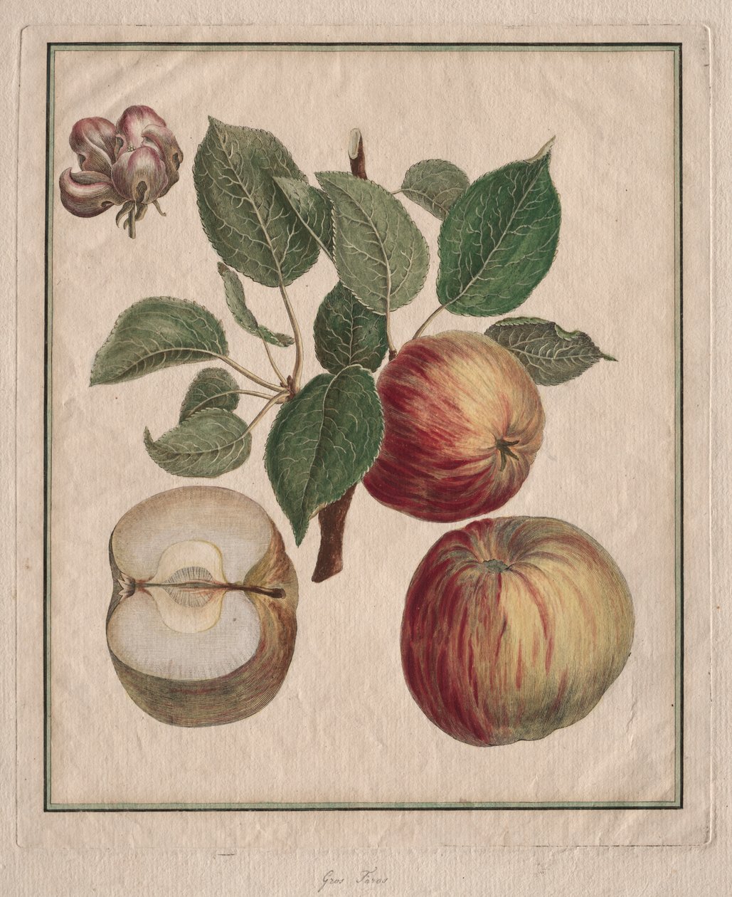 Appel met blad en fruitbloesem door Henri Louis Duhamel du Monceau