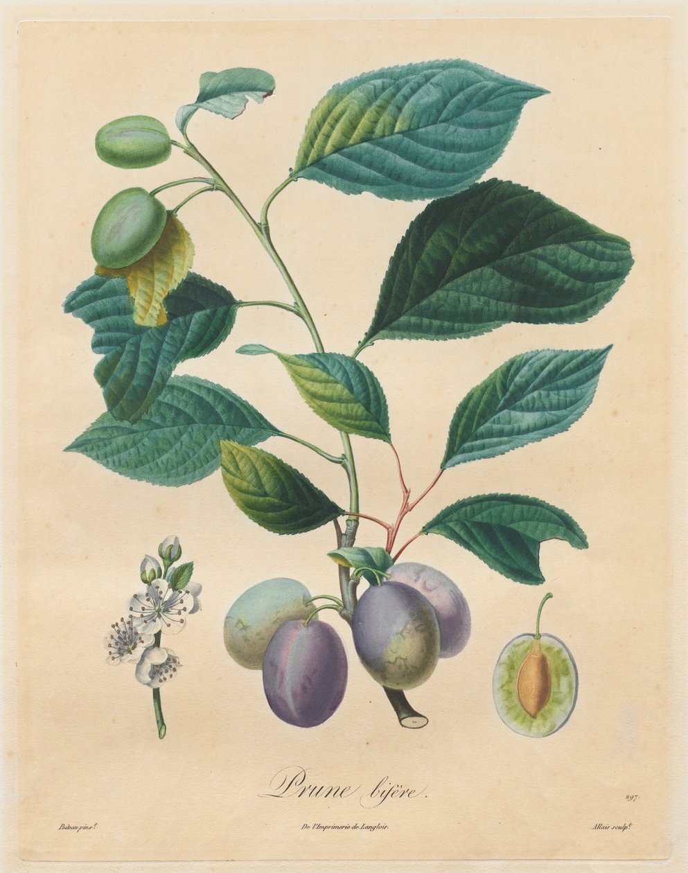 Traité des arbres fruitiers: Prune bifère door Henri Louis Duhamel du Monceau
