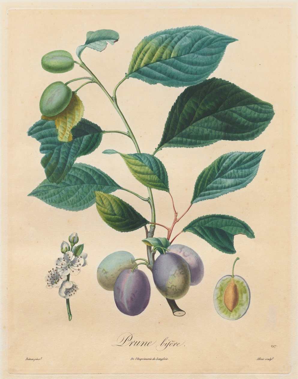 Traité des arbres fruitiers: Prune bifère door Henri Louis Duhamel du Monceau