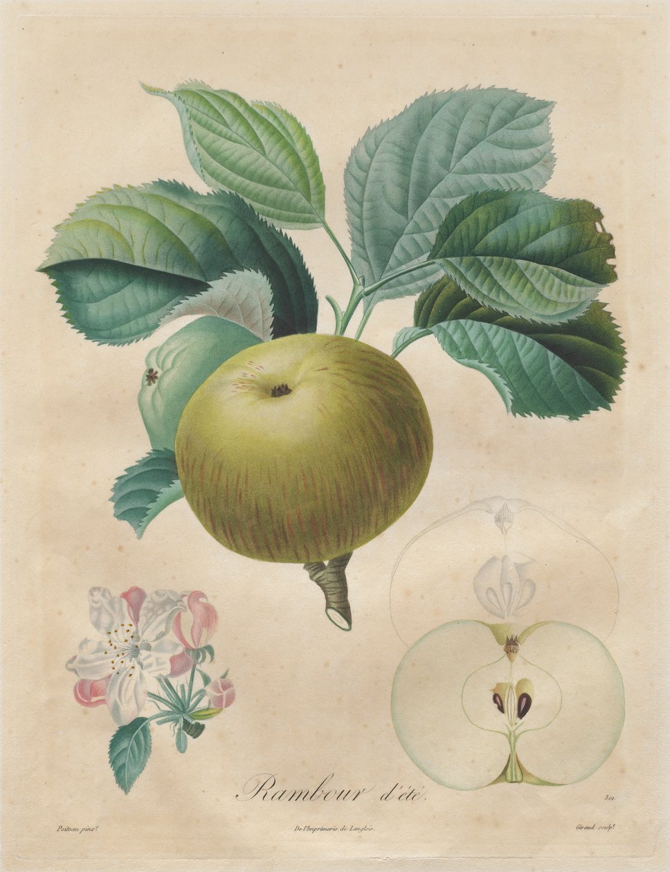 Traité des arbres fruitiers: Rambour d
