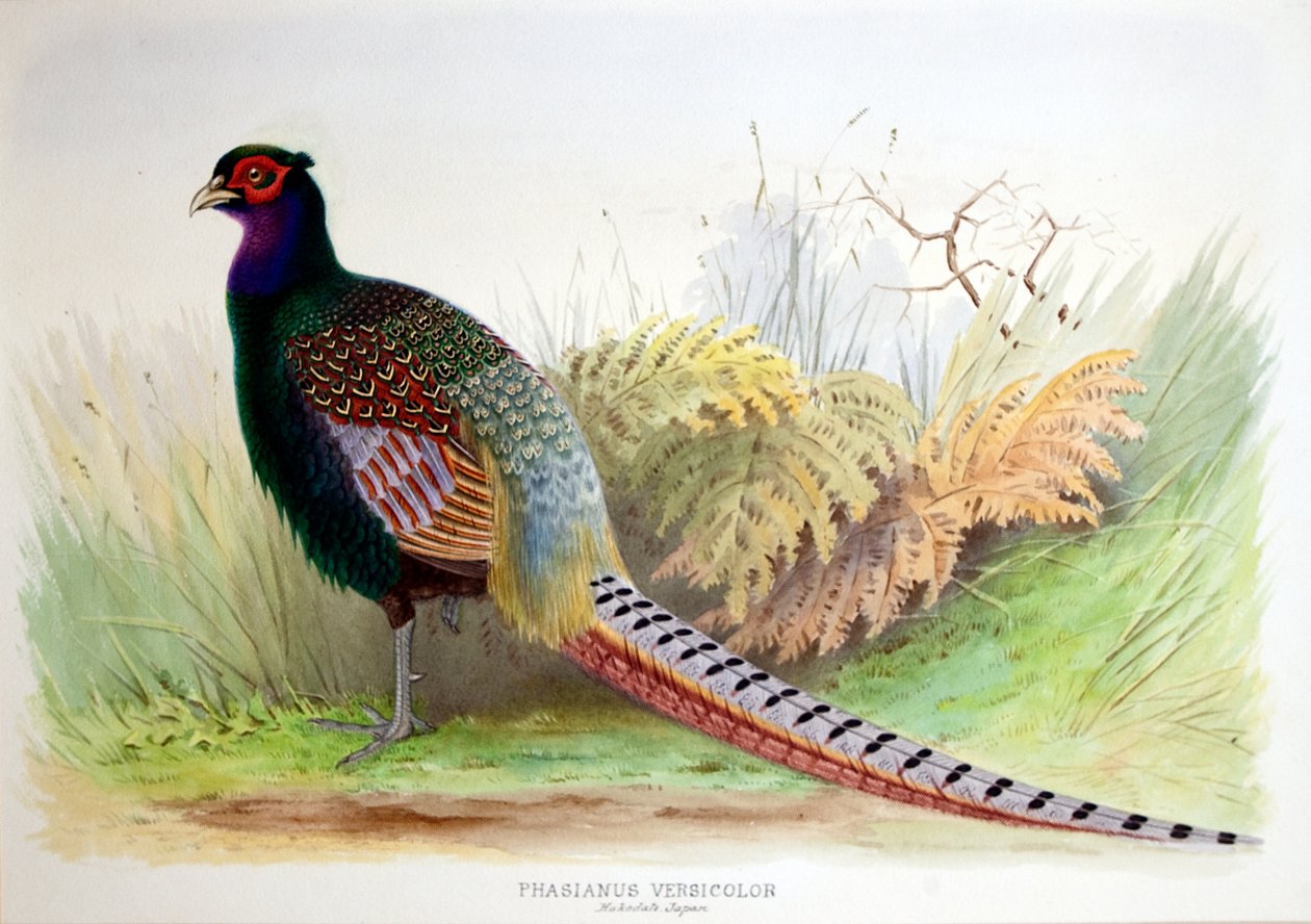 Phasianus Versicolor, ca. 1896-1921 door Henry Jones