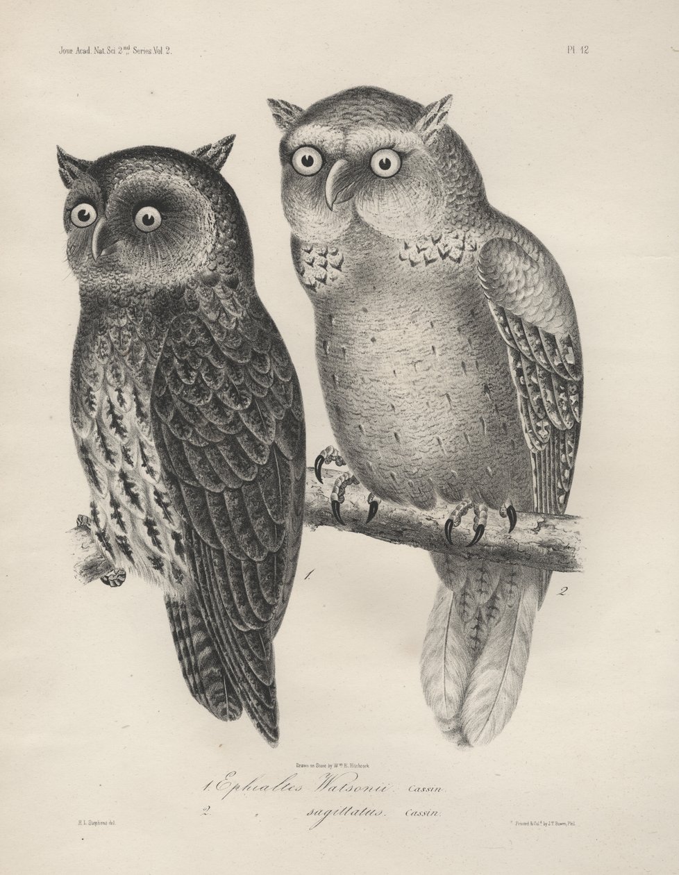 1. Ephialtes Watsonii, 2. (Ephialtes) Sagittatus, litho door J.T. Bowen, 1850 door Henry Louis Stephens
