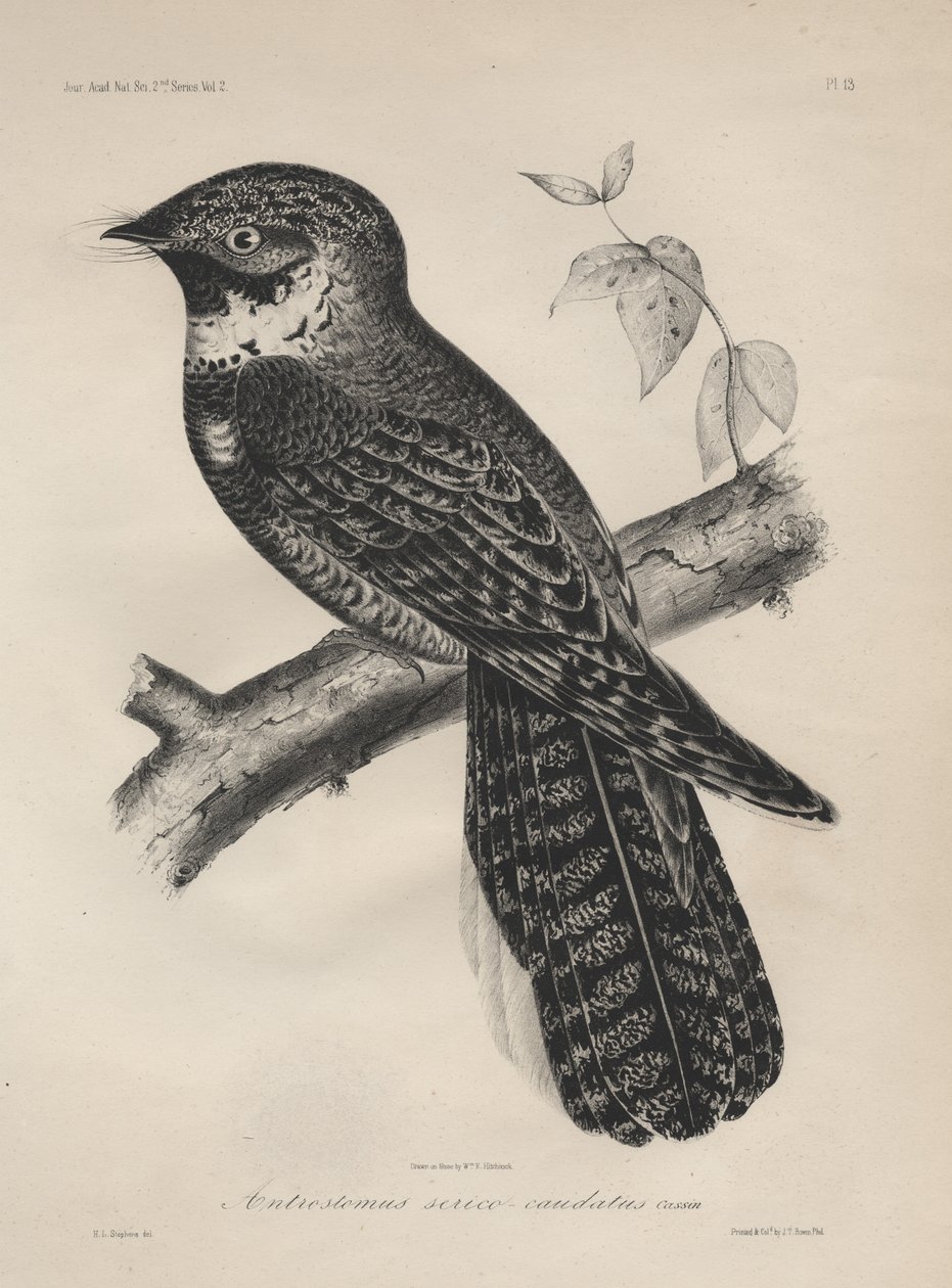 Antrostomus Serico-Caudatus, litho door J.T. Bowen door Henry Louis Stephens