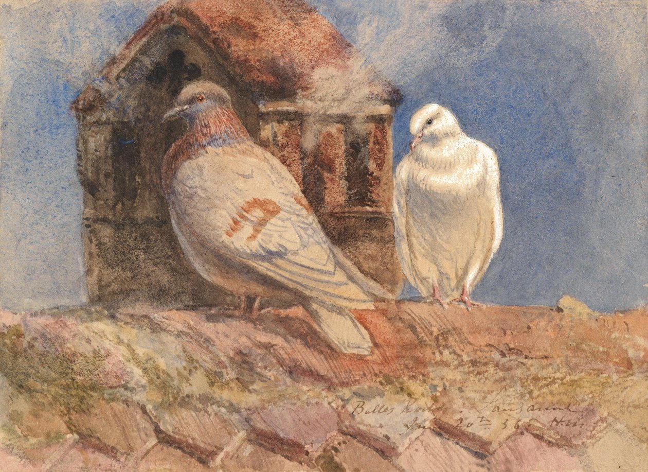 Duiven rusten op een dak, Belles Roches, Lausanne, 1856 door Henry Moore