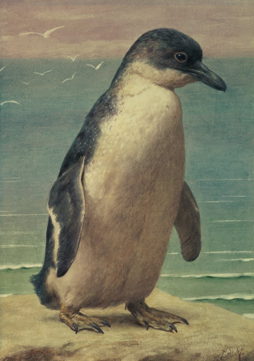 Studie van een Pinguïn door Henry Stacey Marks