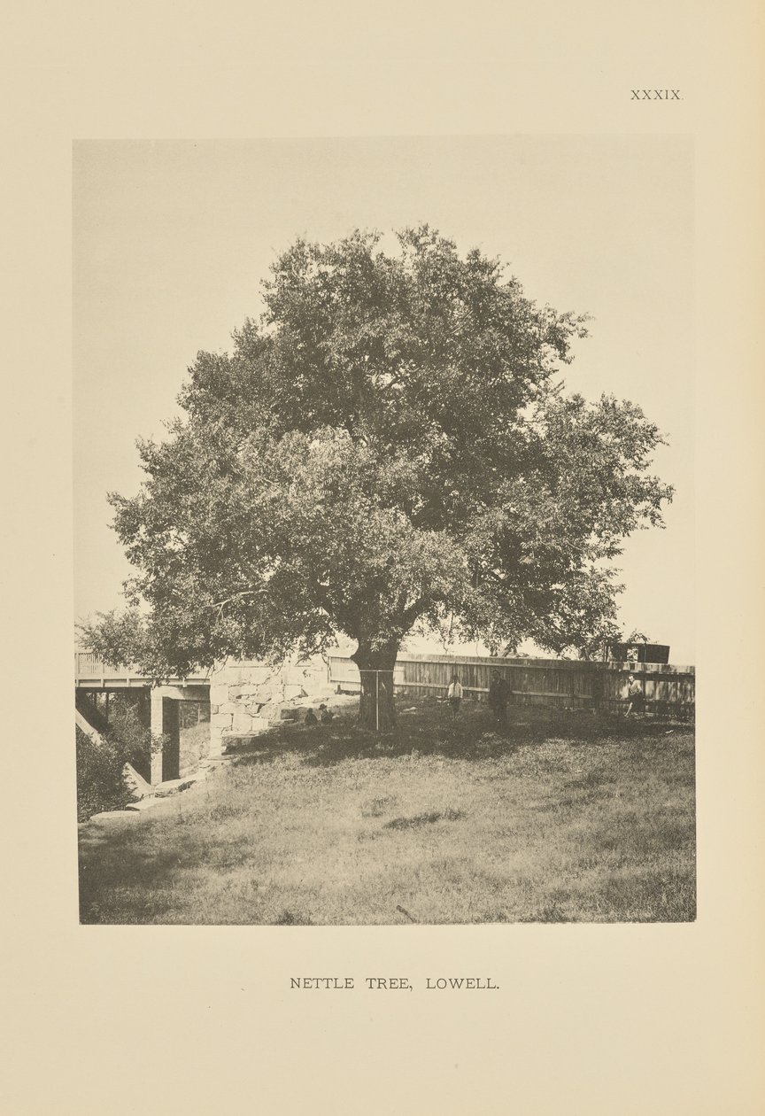 Brandnetelboom, Lowell door Henry Brooks