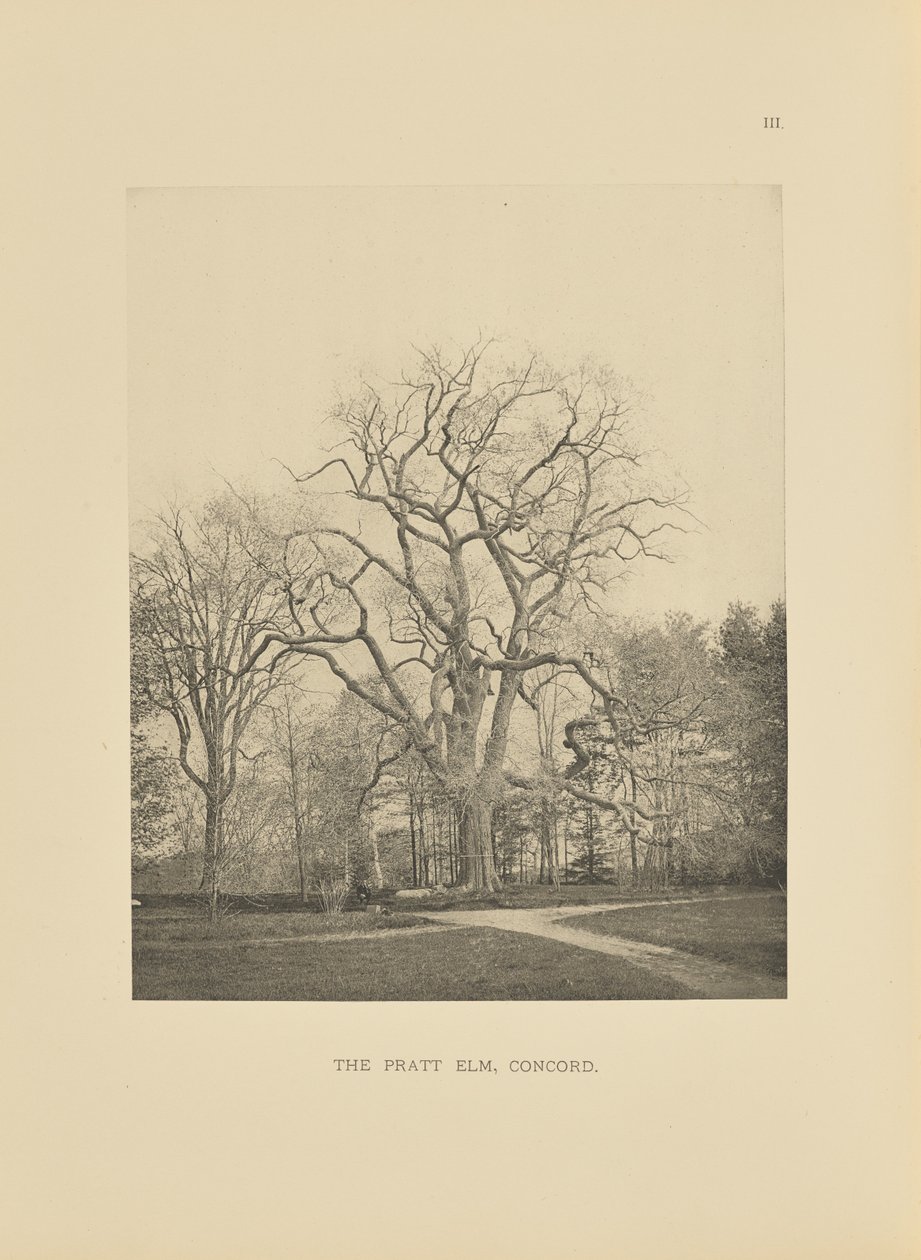De Pratt Iep, Concord door Henry Brooks
