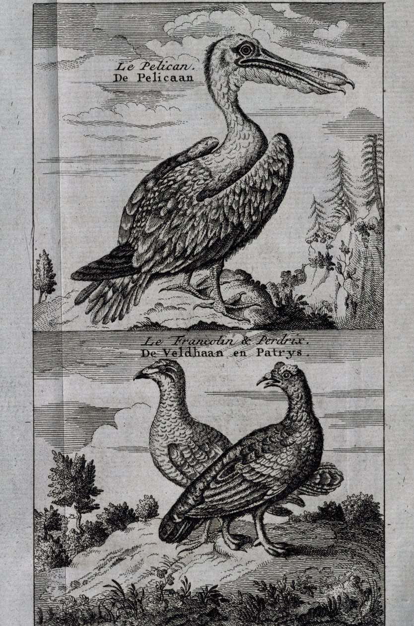 Pelican, Hazelgrouse en Patrijs, gravure uit Voyage made to Hudson
