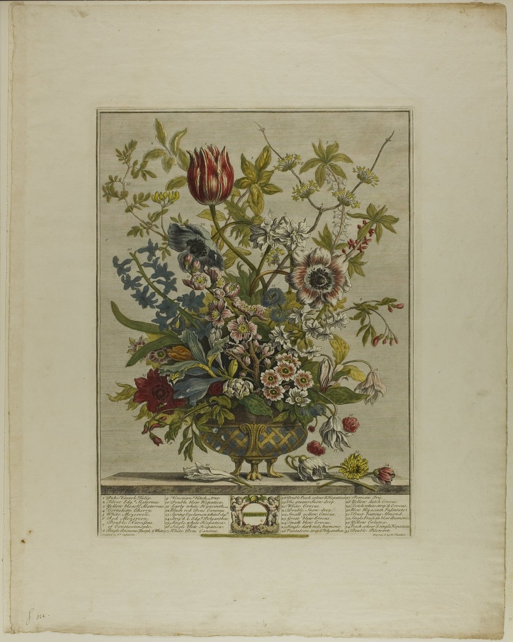Februari, uit Twaalf Maanden van Bloemen door Henry Fletcher