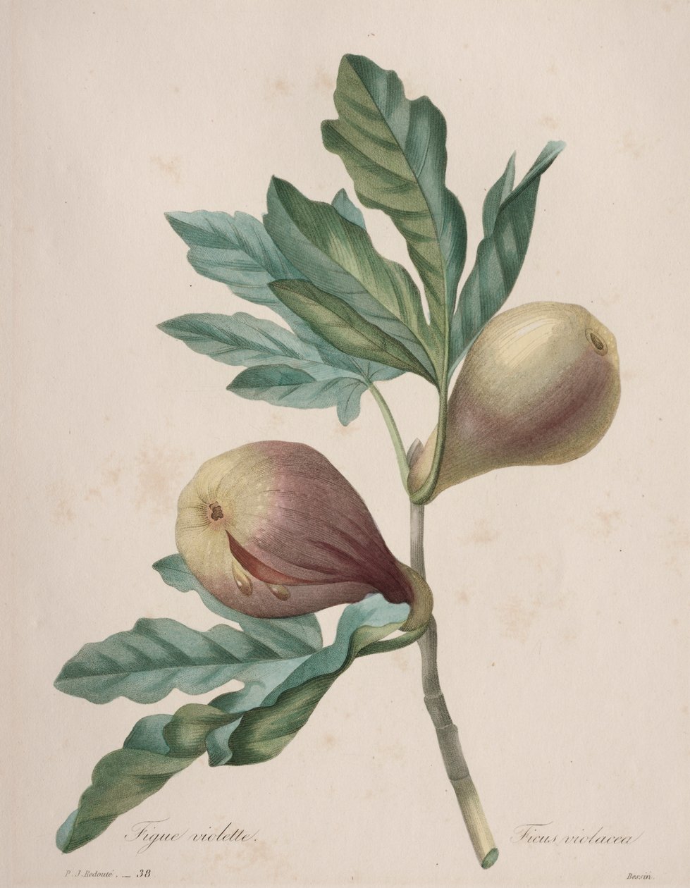 Keuze van de mooiste bloemen...mooiste vruchten: Paarse Vijg door Henry Joseph Redouté