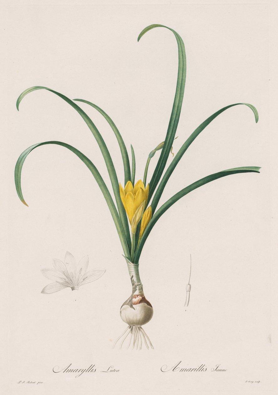 Les Liliacées: Amaryllis Lutes door Henry Joseph Redouté