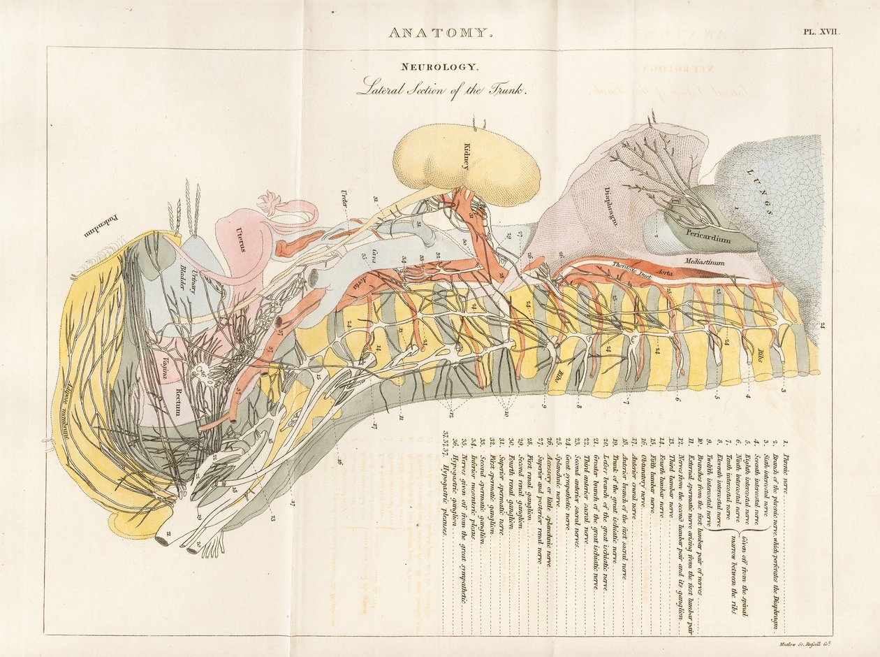 Laterale doorsnede van de romp - Neurologie door Henry Mutlow
