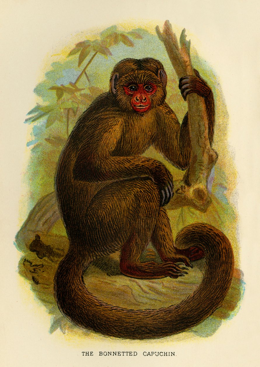 De Bonneted Capuchin, 1896 door Henry Ogg Forbes