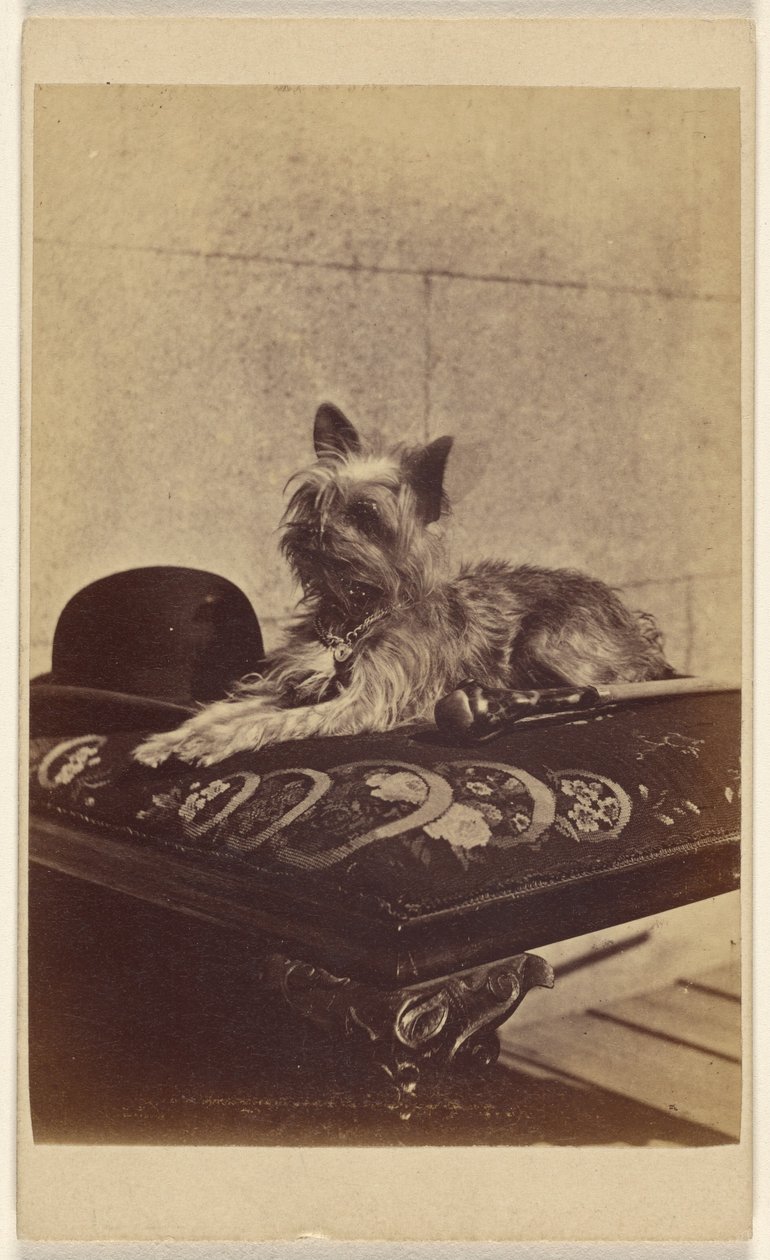 [Hond ligt op poef, naast een derby hoed en wandelstok]. door Henry Pointer