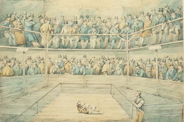 Hondengevecht bij de Westminster Pitt door Henry Thomas Alken