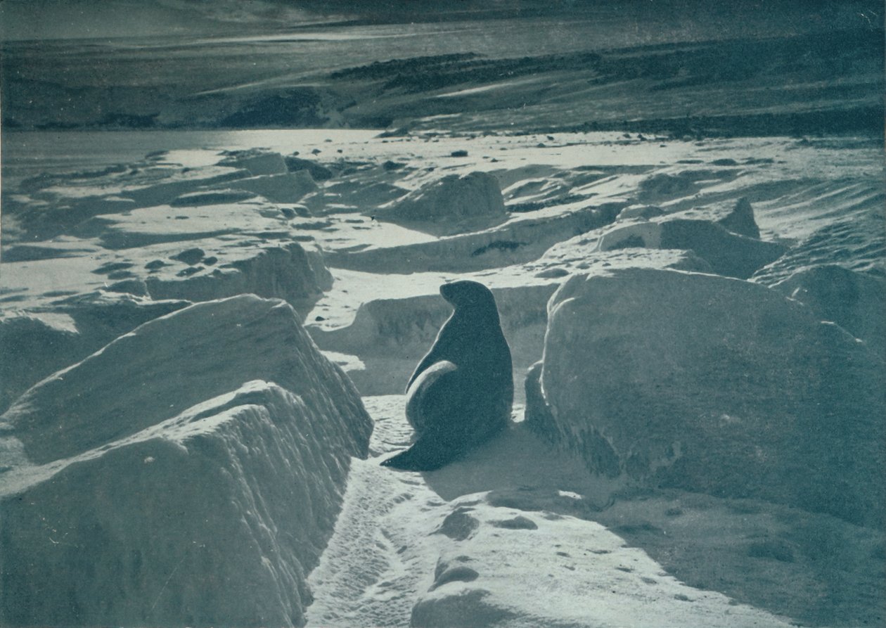Een weddellzeehond op het strand, c1911, 1913 door Herbert Ponting