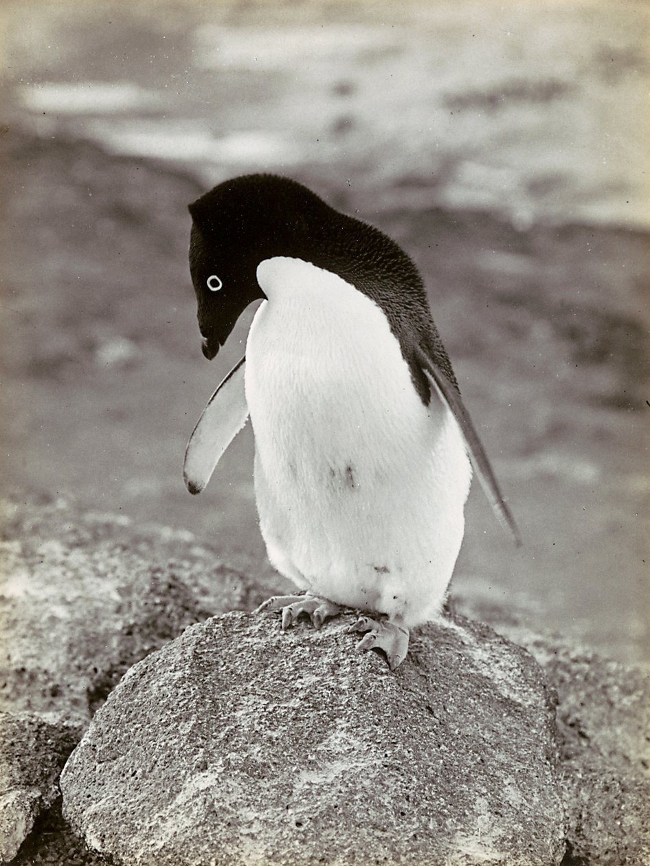 Een pinguïn in Antarctica door Herbert Ponting