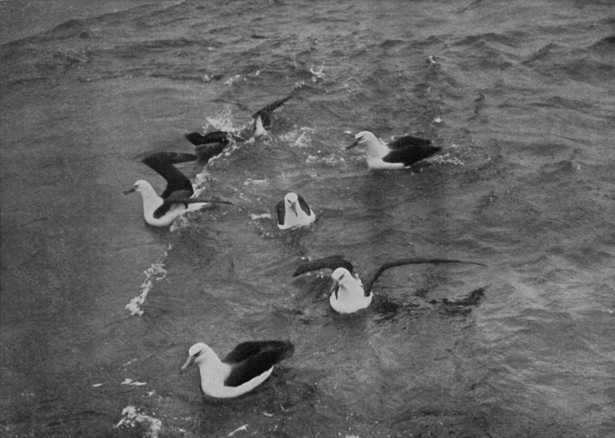 Albatrossen die foerageren in de nasleep van de Terra Nova, ca. 1910-1913, 1913 door Herbert Ponting