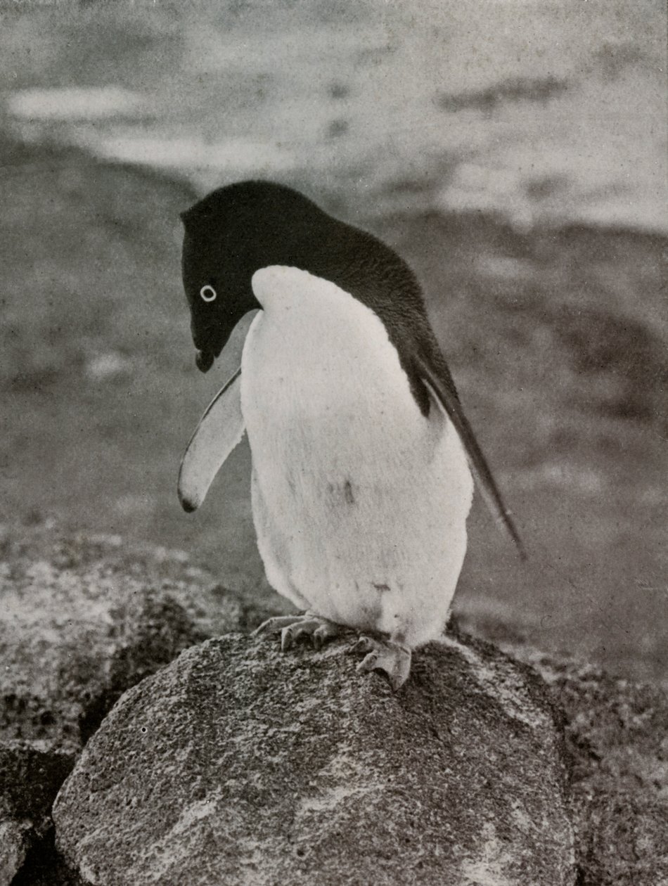 Het kan me niet schelen wat er van me wordt, ca. 1910-1913, 1913 door Herbert Ponting